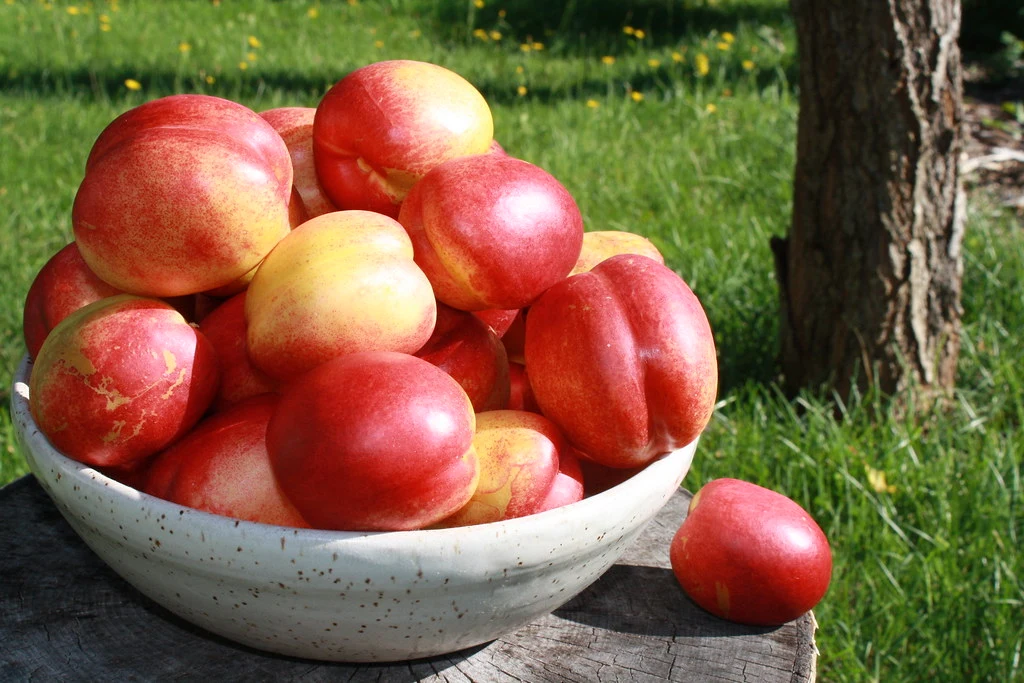 When Are Nectarines in Season in 2024 (Best Free Guide)