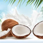 when are coconuts in season
